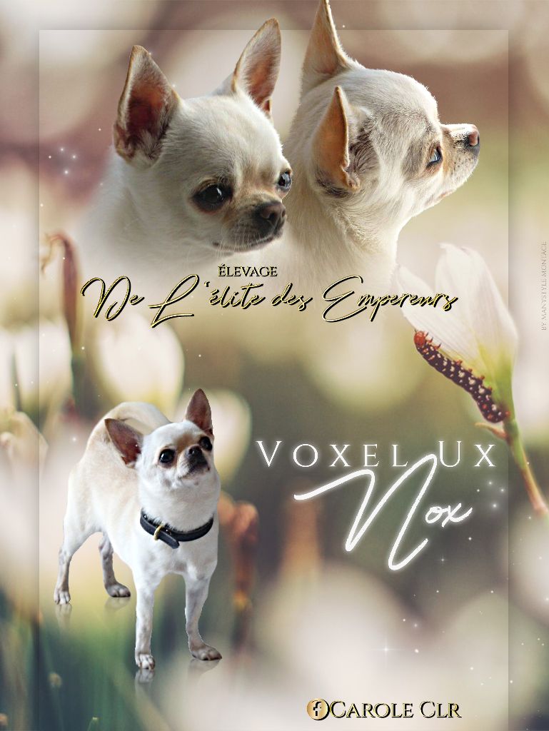 Voxel Ux Nox