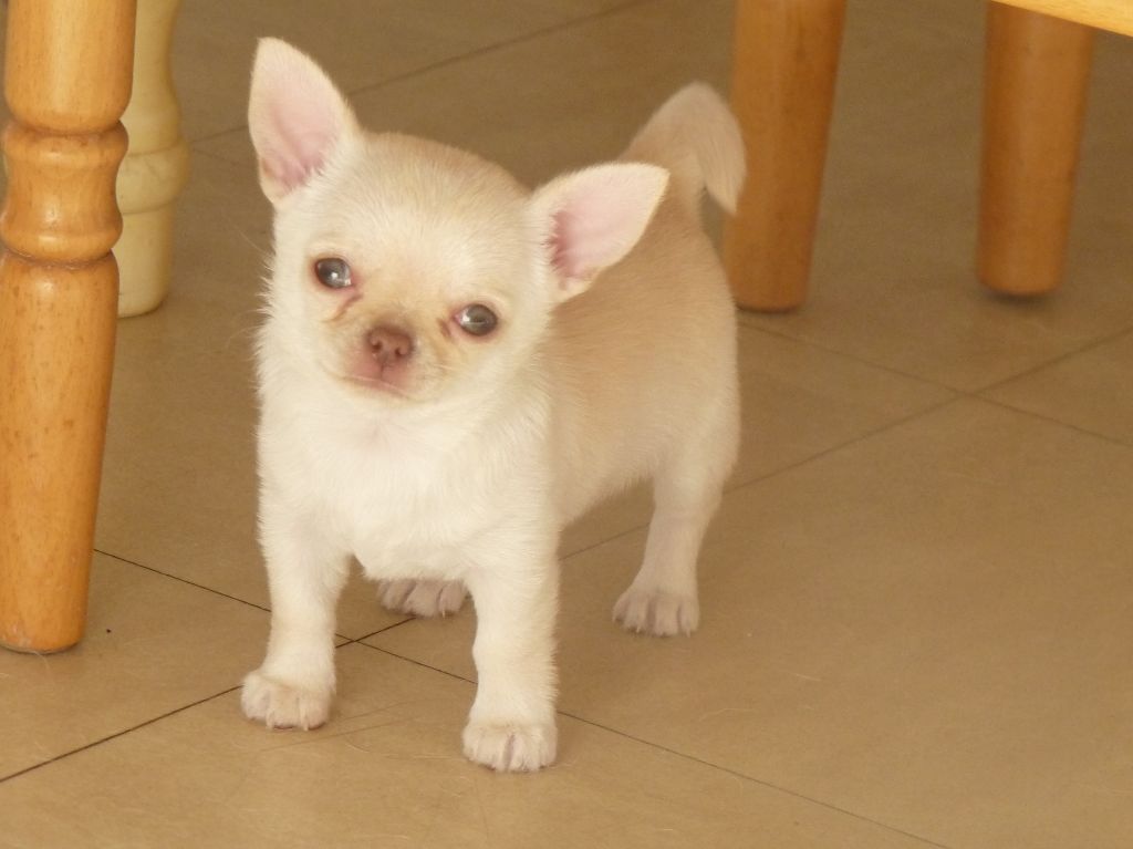 De l'élite des empereurs - Chiots disponibles - Chihuahua