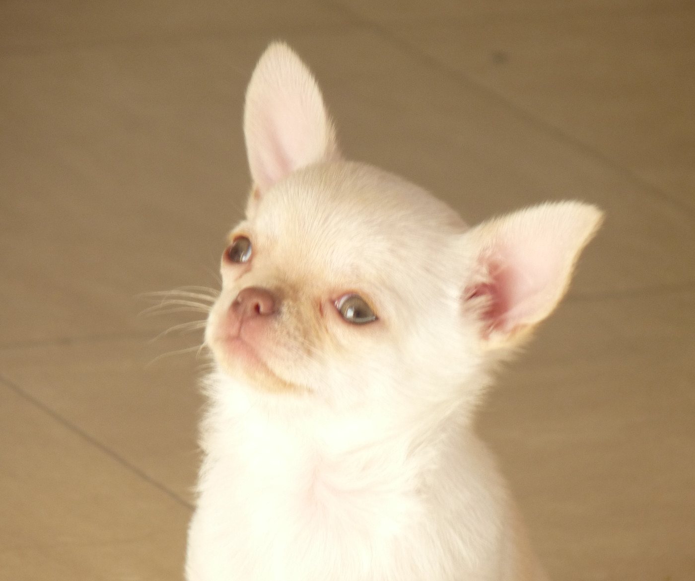 De l'élite des empereurs - Chiots disponibles - Chihuahua