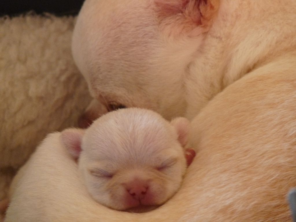 Chiot Chihuahua De l'élite des empereurs